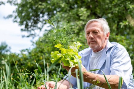 A man of advancing years enjoys the simple pleasure of holding fresh garden greens, embodying a peaceful retirement activity. High quality photo