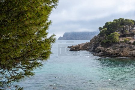 Coastal view framed by pine branches, capturing a turquoise sea against a backdrop of a fog veiled headland. High quality photo