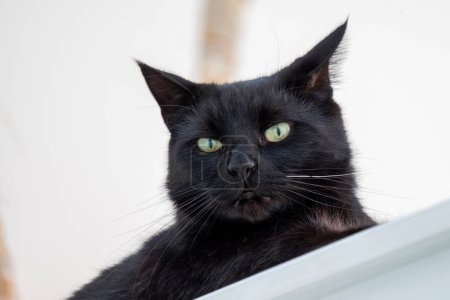 El curioso gato negro mira por encima del borde, sus llamativos ojos verdes y su elegante abrigo capturan una estética moderna para mascotas. Foto de alta calidad