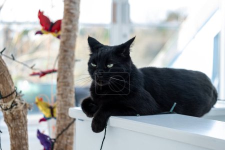 Téléchargez les photos : Chat noir se prélassant sur une jardinière moderne, avec une toile de fond d'arbre à chat ludique, idéal pour les annonces de meubles pour animaux de compagnie urbains. Photo de haute qualité - en image libre de droit