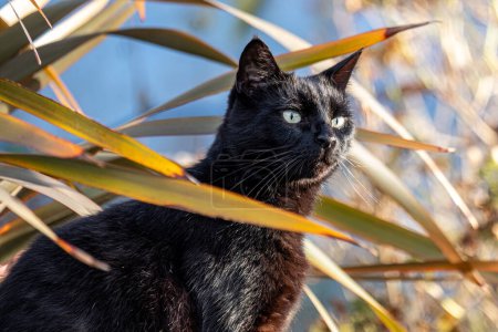 A sleek black cat peers out from an exotic plant setting, a perfect image for mystique themed pet products. High quality photo