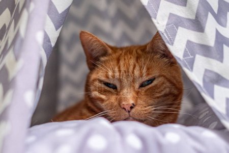 De cerca, los retiros felinos naranja somnolientos al suave santuario de su elegante tipi interior, una imagen de tranquilidad doméstica. Foto de alta calidad