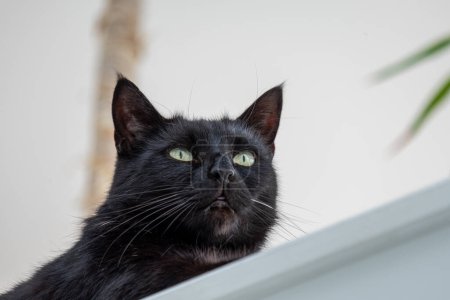 Majestätische schwarze Katze mit Büschelohren erkundet ihre Domäne, eine Verkörperung von katzenhafter Anmut und Geheimniskrämerei im häuslichen Umfeld. Hochwertiges Foto