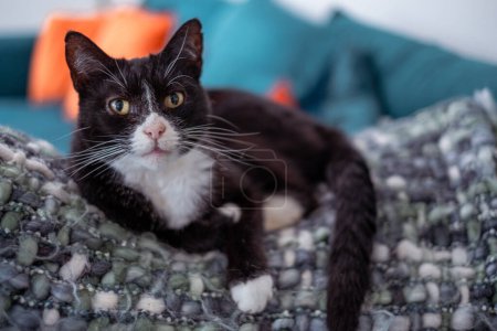 El gato blanco y negro descansa sobre una manta texturizada, una mezcla de alerta y comodidad hogareña. Foto de alta calidad