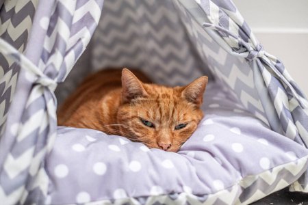 Ginger cat se encuentra en una acogedora cama de tipi con dibujos, que encarna la comodidad y el diseño moderno de mascotas. Foto de alta calidad