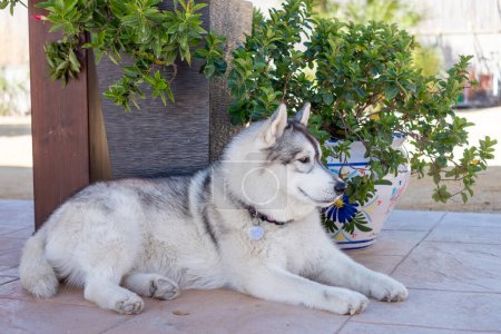Siberian Husky lying down by a potted plant, in a garden setting, looking aside, portrays a relaxed pet in a home environment. High quality photo