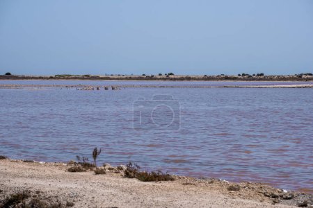 A calm, rose-tinted saline lake stretches to the horizon, with sparse vegetation under the broad daylight. High quality photo