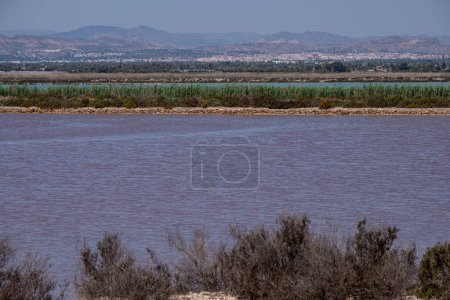 A salt lake with briny pink waters, foregrounded by shrubs, with distant mountains and clear skies. High quality photo