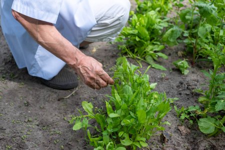 Close up of a senior mans hands gently touching young plants represents nurturing and growth in a home garden. High quality photo