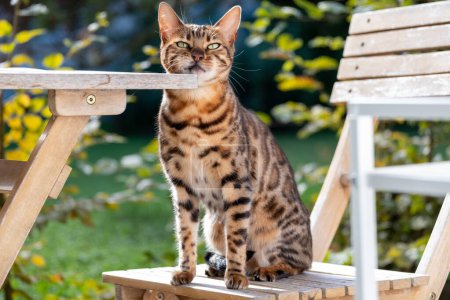 Lujoso gato de Bengala posado elegantemente en una silla de jardín, encarnando la vida de mascotas de lujo o productos premium. Foto de alta calidad