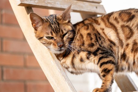 Un majestueux salon de chat du Bengale se repose paresseusement sur une structure en bois, un manteau à motifs luisant au soleil, évoquant un sentiment de luxe décontracté et le mode de vie indulgent des animaux de compagnie chéris. Photo de haute qualité