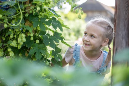 Ein junges Mädchen in rosa Hemd und Jeanslatze lächelt beim Hopfenpflücken in einem Garten und strahlt Neugier und Freude aus. Ideal für Themen wie Kindheit, Landwirtschaft und Natur. Hochwertiges Foto