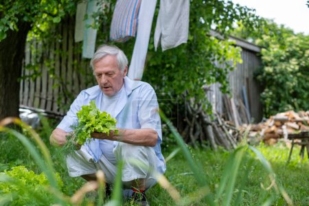 Photo for Elderly man tending to garden greens, embodying sustainable living and the joy of retirement. High quality photo - Royalty Free Image