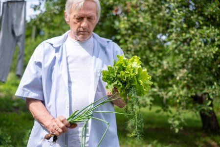 An elder man examines a bunch of green onions and lettuce from his garden, embodying the principles of sustainable living and self reliance. High quality photo