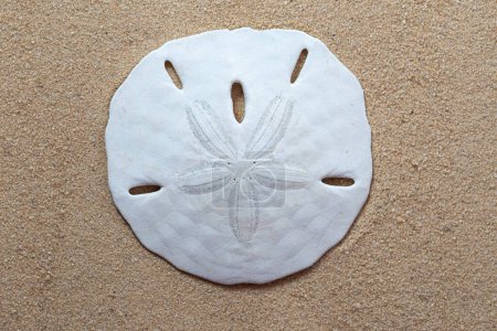 Vue de dessus de Common sand dollar, echinarachnius parma, sur la plage de sable