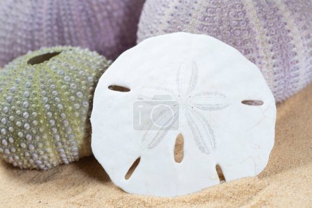 Photo for Group of various sea urchins shells and sand dollar on beach - Royalty Free Image