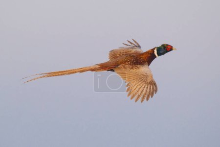 Pheasant in flight Phasianus colchicus, hunting game in blue sky