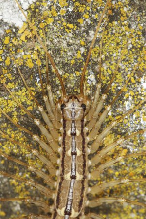 Photo for Top view of house centipede, Scutigera coleoptrata - Royalty Free Image