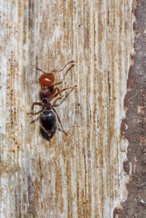Foto de Close up of an ant in tree - Imagen libre de derechos