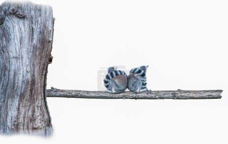 Téléchargez les photos : Deux lémuriens assis sur le bord d'un arbre sur un fond blanc - en image libre de droit
