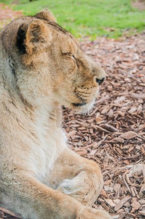 Téléchargez les photos : Belle lionne dans le zoo, animal - en image libre de droit