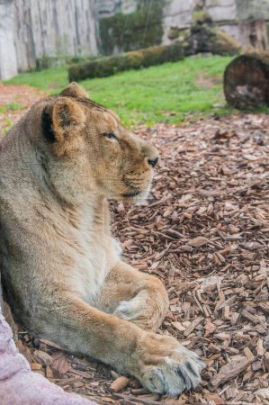 Téléchargez les photos : Beautiful lioness  in the zoo, animal - en image libre de droit
