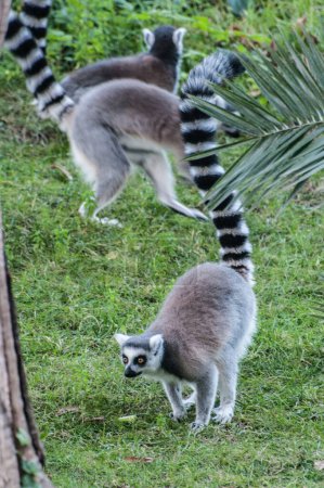 Photo for Ring tailed lemurs in zoo, animals - Royalty Free Image