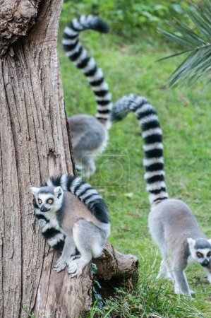 Photo for Ring tailed lemurs in zoo, animals - Royalty Free Image
