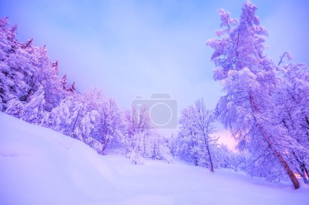 Téléchargez les photos : Forest after the snowfall, winter landscape, snowy landscape, Christmas atmosphere - en image libre de droit