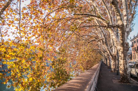 Foto de Lungotevere Rome, tree-lined avenue at the sides of the river - Imagen libre de derechos
