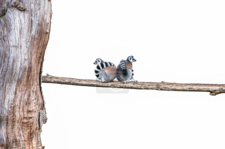 two lemurs sitting on the bank of a tree on a white background