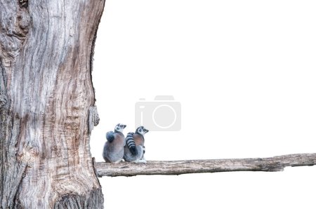 Photo for Two lemurs sitting on the bank of a tree on a white background - Royalty Free Image