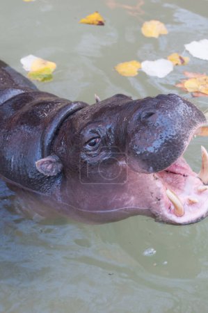 Téléchargez les photos : Close-up portrait of a hippopotamus in the river - en image libre de droit