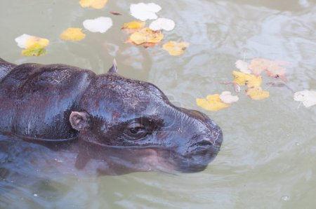 Téléchargez les photos : Portrait en gros plan d'un hippopotame dans la rivière - en image libre de droit