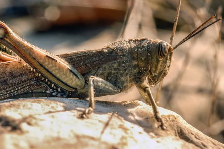 Téléchargez les photos : Grasshopper in wild. close up - en image libre de droit