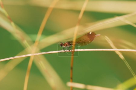 Photo for Wildlife, dragonfly , close up - Royalty Free Image