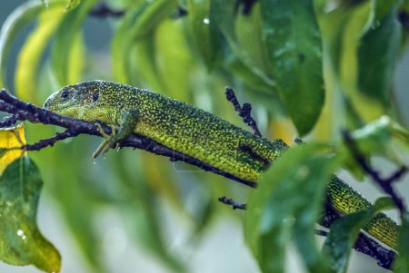Téléchargez les photos : Green lizard  close up - en image libre de droit