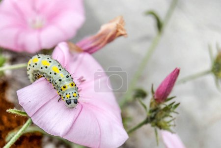 Photo for Close up shot of caterpillar on flower - Royalty Free Image