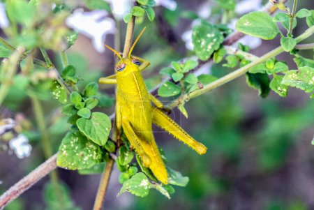 Foto de Grasshopper  on plant. close up - Imagen libre de derechos