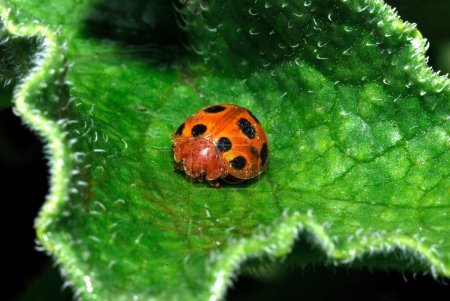 Foto de Ladybug on a leaf in the garden, nature - Imagen libre de derechos