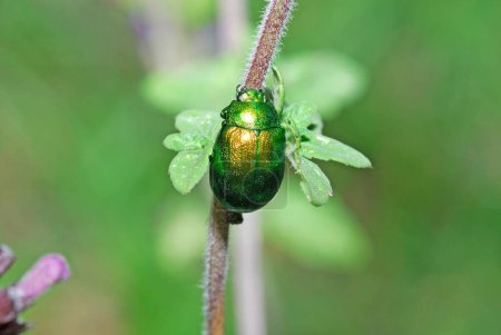 Foto de Bug on a leaf in the garden, nature - Imagen libre de derechos