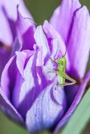 Foto de Grasshopper  on flower. close up - Imagen libre de derechos