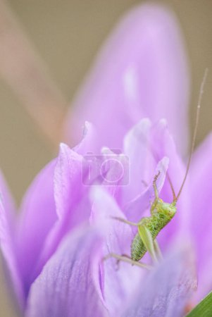 Foto de Grasshopper  on flower. close up - Imagen libre de derechos