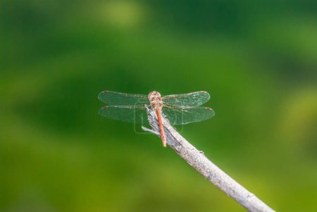 Téléchargez les photos : Dragonfly on  twig, close up - en image libre de droit