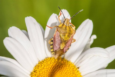 Téléchargez les photos : Beautiful flower with a bug - en image libre de droit