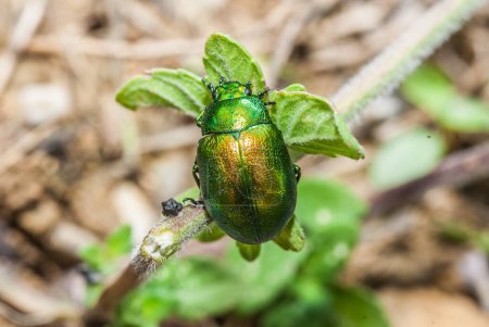 Foto de Insecto en la planta en el jardín, la naturaleza - Imagen libre de derechos