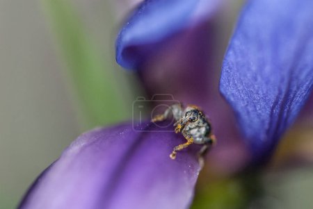 Téléchargez les photos : Belle fleur avec un insecte - en image libre de droit