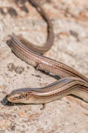 Téléchargez les photos : Close up of a snake, animal - en image libre de droit