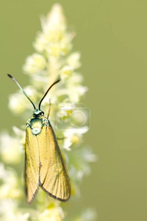 Foto de Hermosa mariposa en la naturaleza en verano. - Imagen libre de derechos