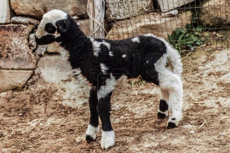 Foto de Little goat  in a farm - Imagen libre de derechos